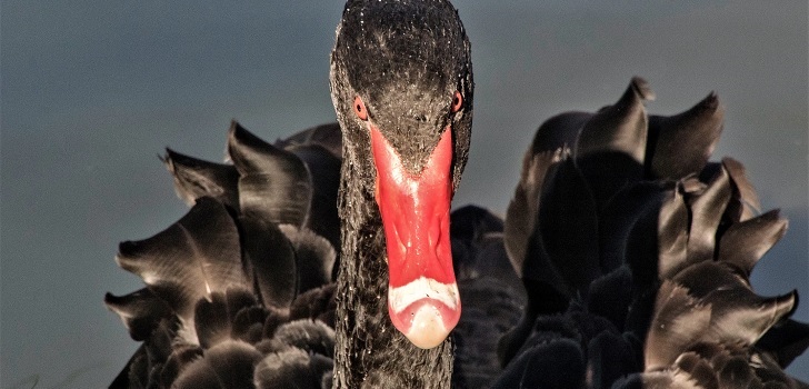 ¿Un cisne negro?