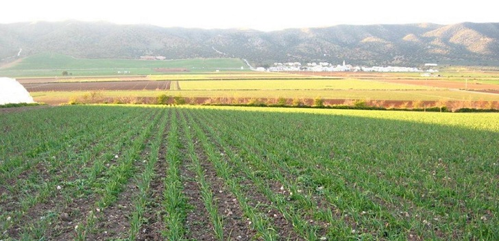 En 2022, se dedicaron 3,8 millones de hectáreas dedicadas al cultivo en España.